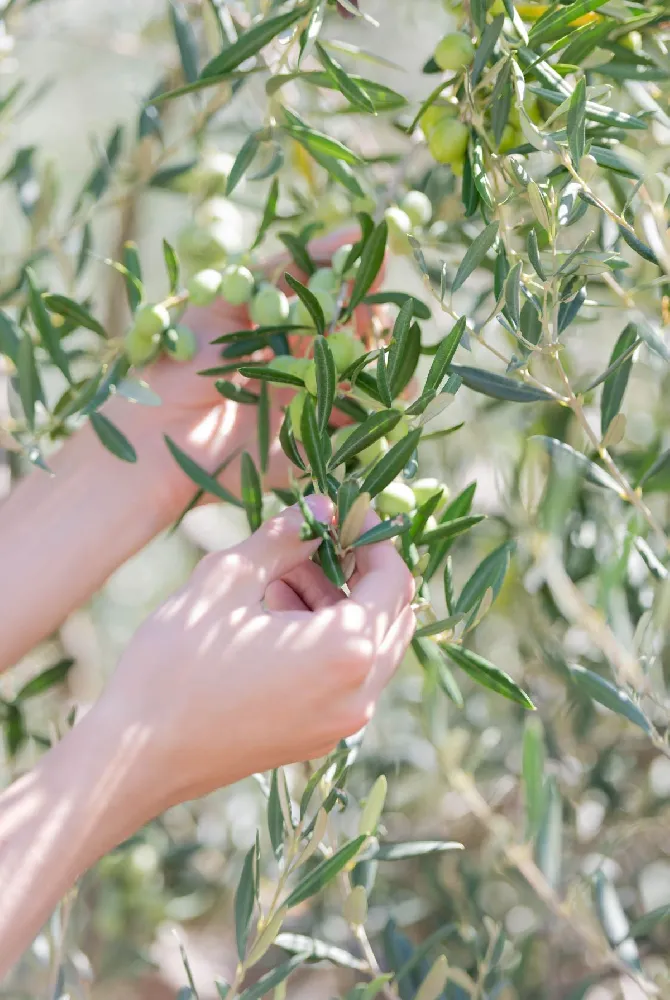 Frantoio Olive Tree