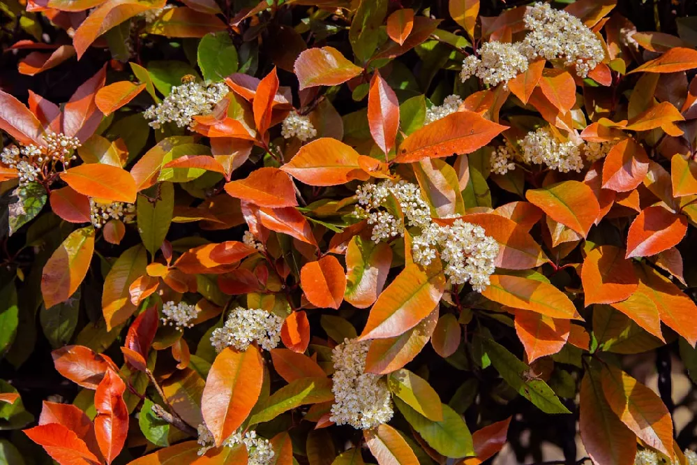 Fraser-Photinia-Tree-Form-Ca-Photo-1