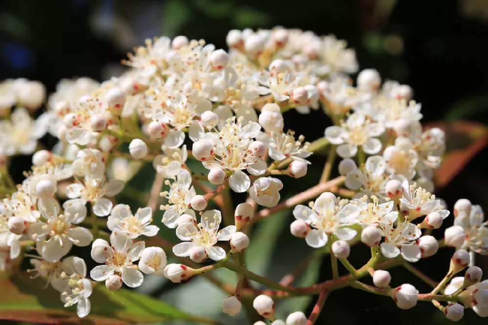 Fraser-Photinia-Tree-Form-Ca-Photo-3