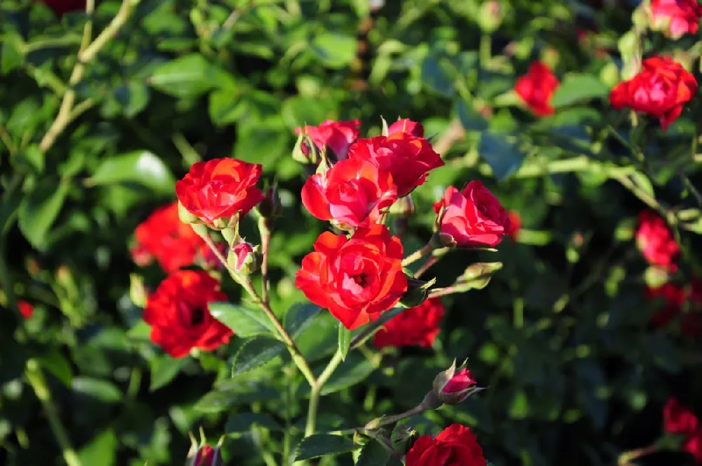 Free Petite Knock Out® Rose