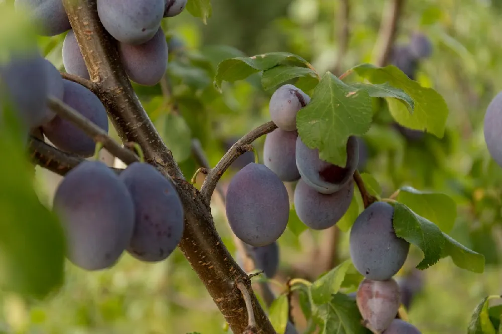 French Prune Tree