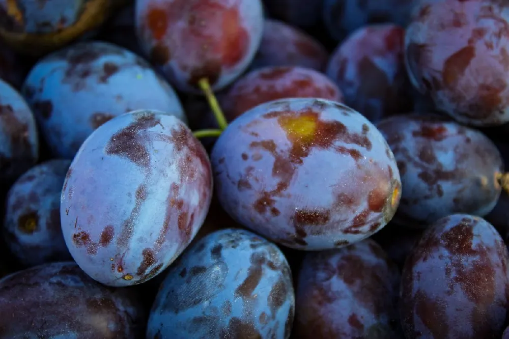 French Prune Tree