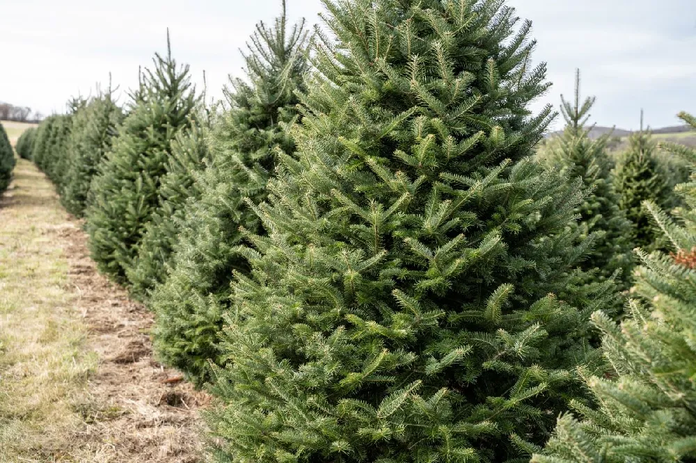 Fresh Cut Christmas Tree - Fraser Fir