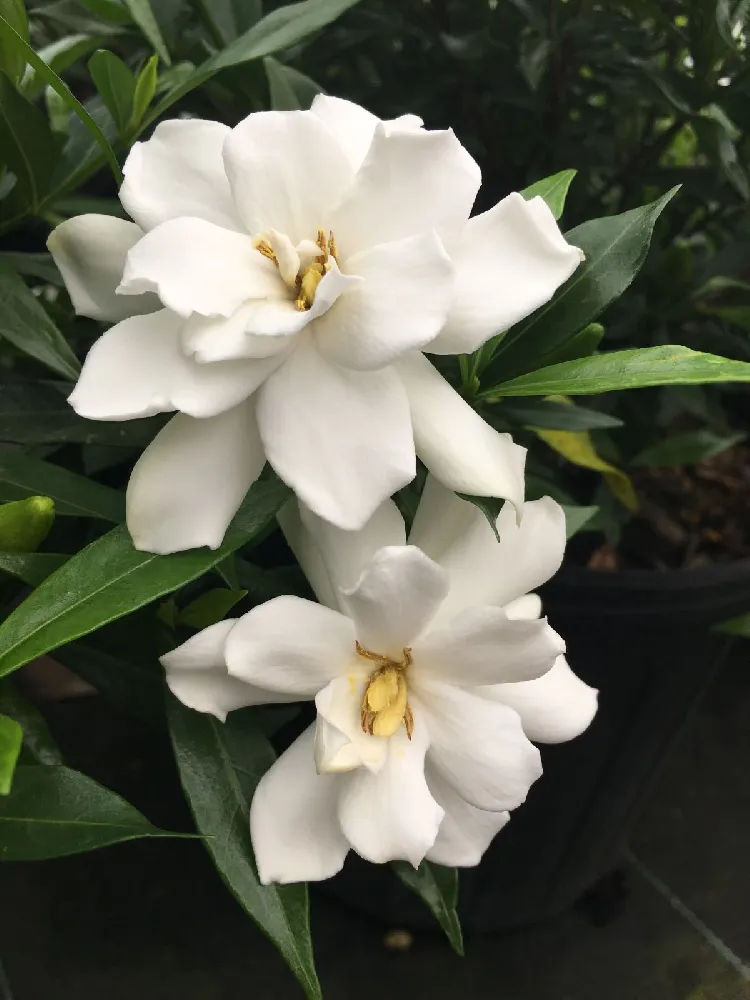 Frost Proof Gardenia Shrub