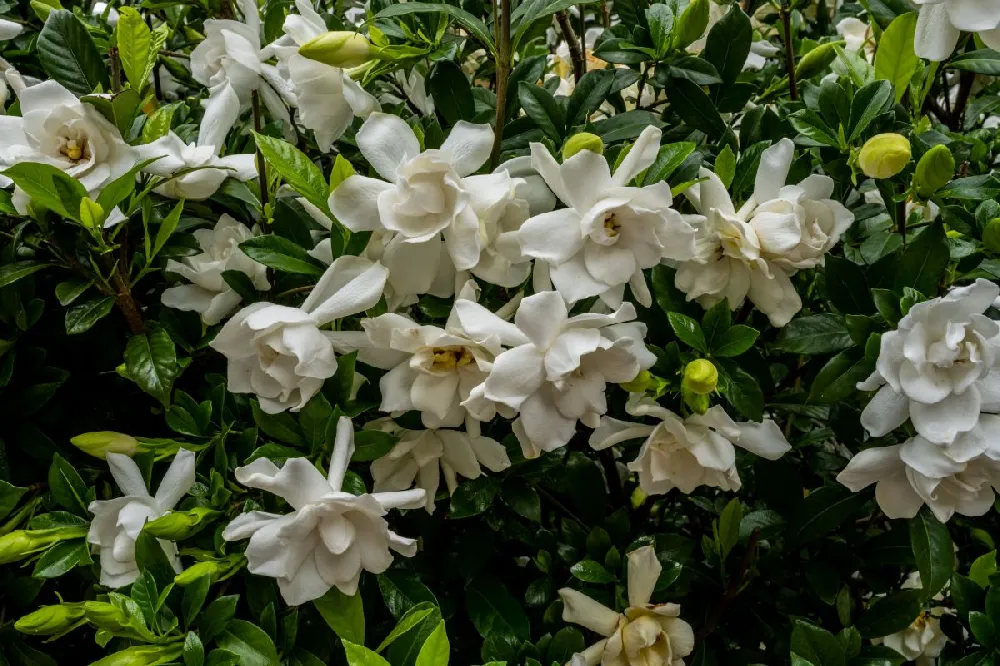 Frost Proof Gardenia Shrub