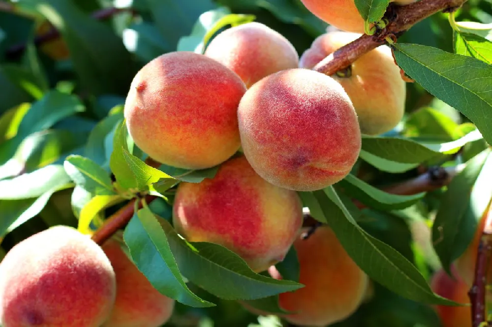 Frost Proof Peach Tree