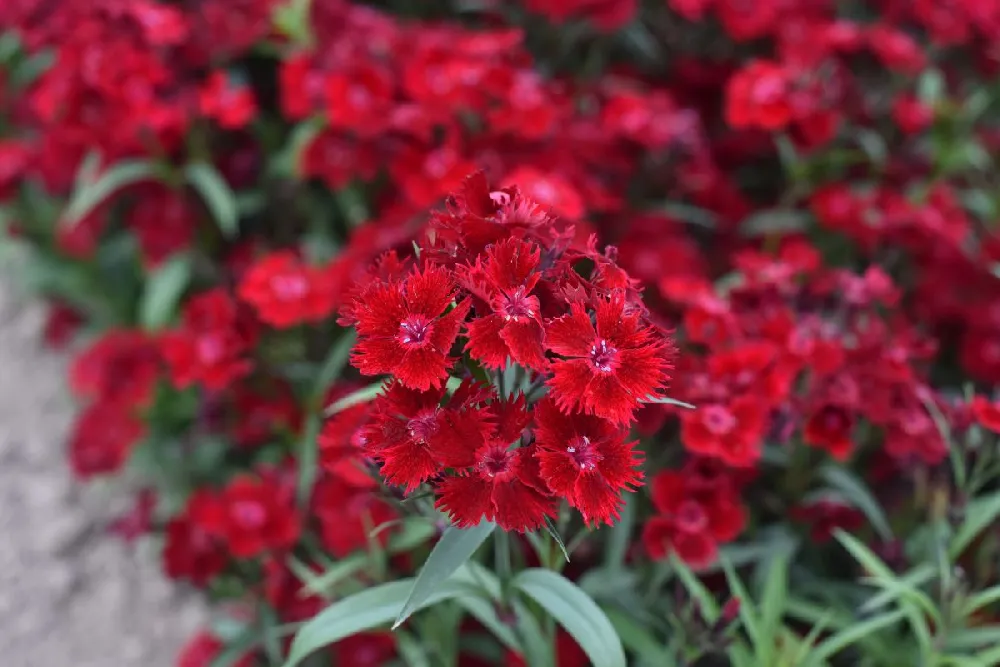 Fruit Punch® ‘Maraschino’ Dianthus