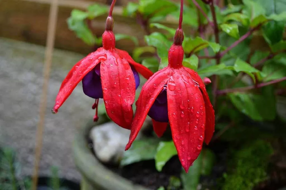 Red Fuchsia Plant