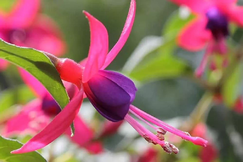 Flowering Fuchsia Plant