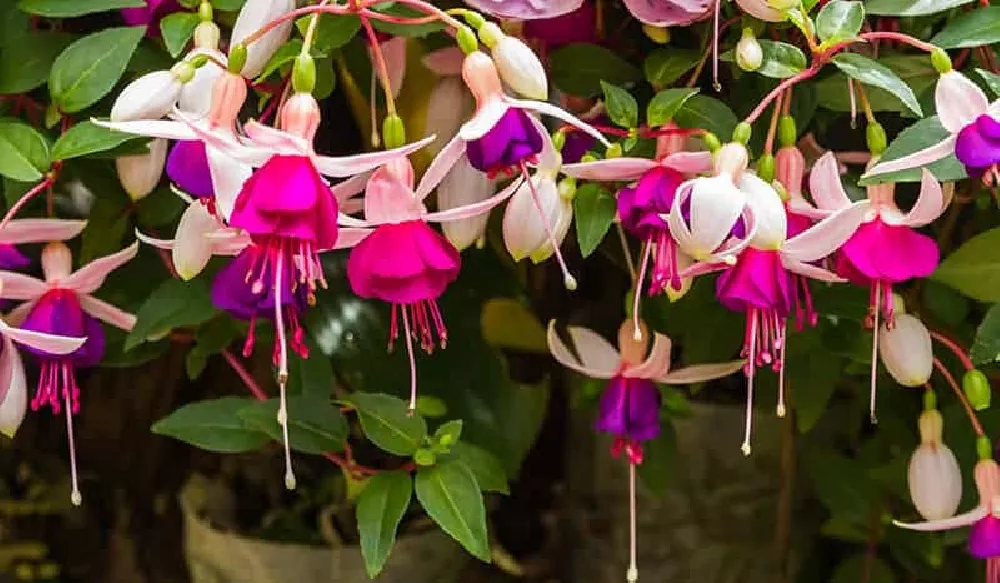 Fuchsia Plant