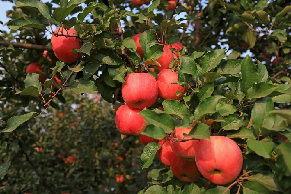 Fuji Apple Tree - USDA Organic