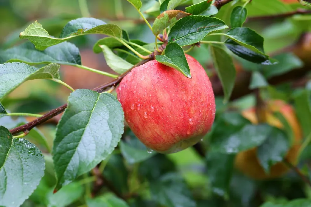 Fuji Apple Tree - USDA Organic
