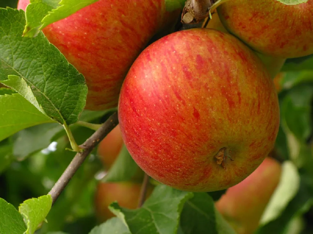 Fuji Apple Tree