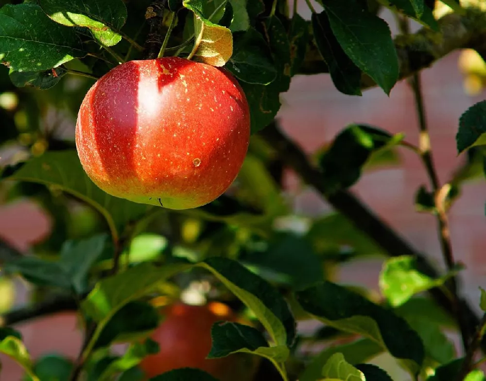 Low Chill Fuji Apple Tree