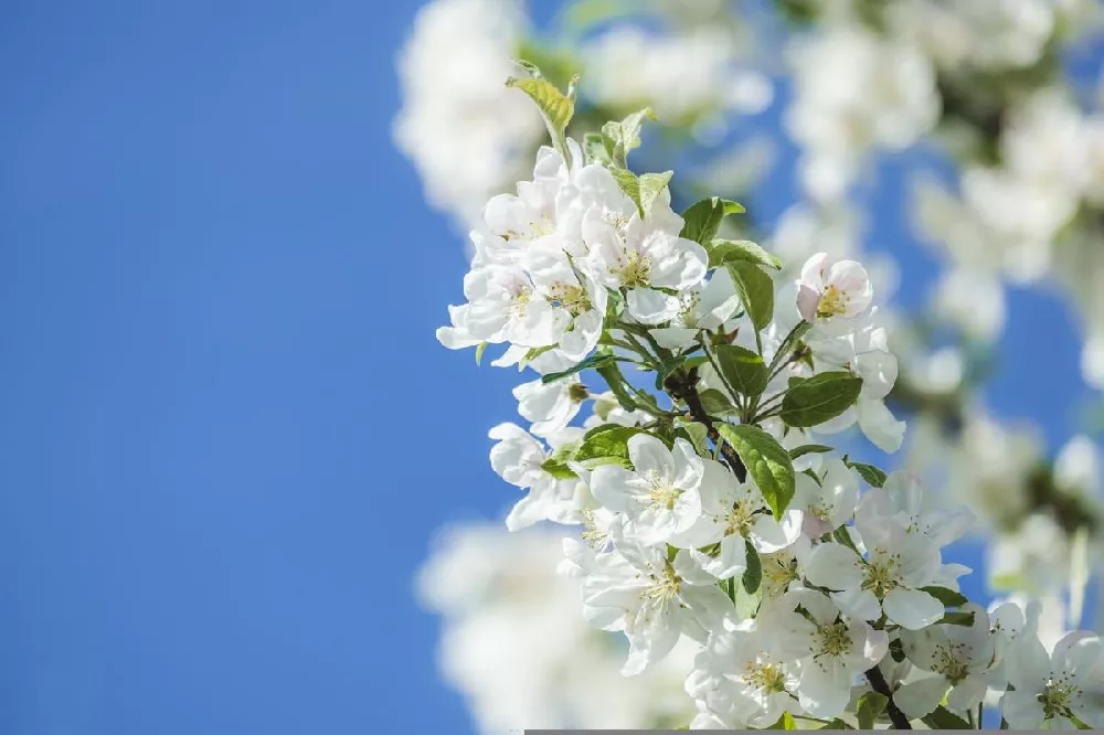 Low Chill Fuji Apple flower