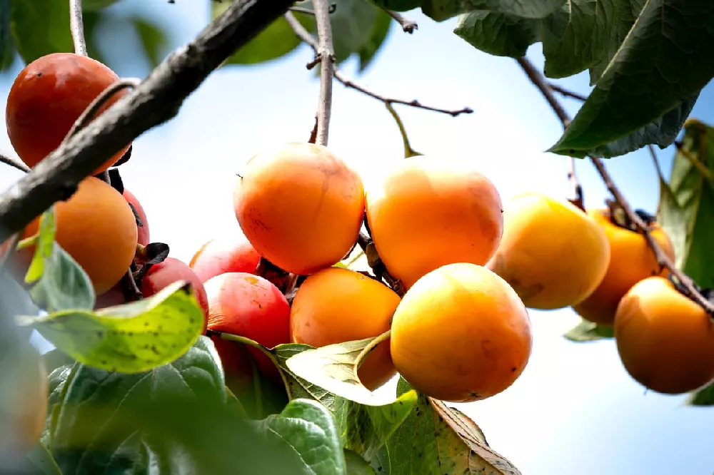 Fuyu Persimmon  close-up