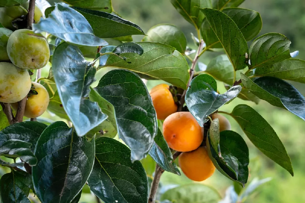 Fuyu Persimmon Tree