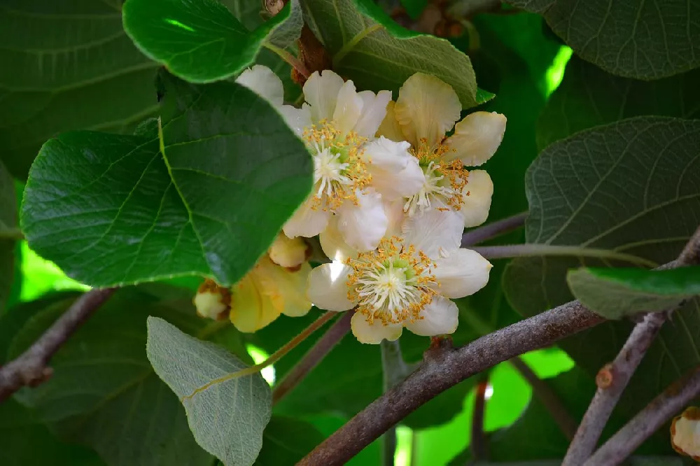    Fuzzy Kiwi flower