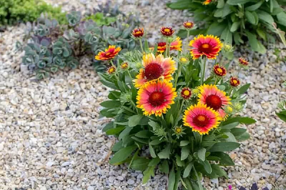 Gaillardia blooming