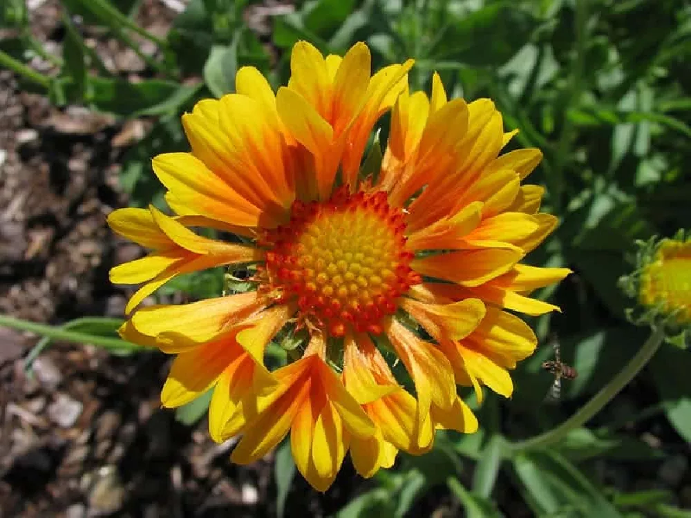 Gaillardia in bloom