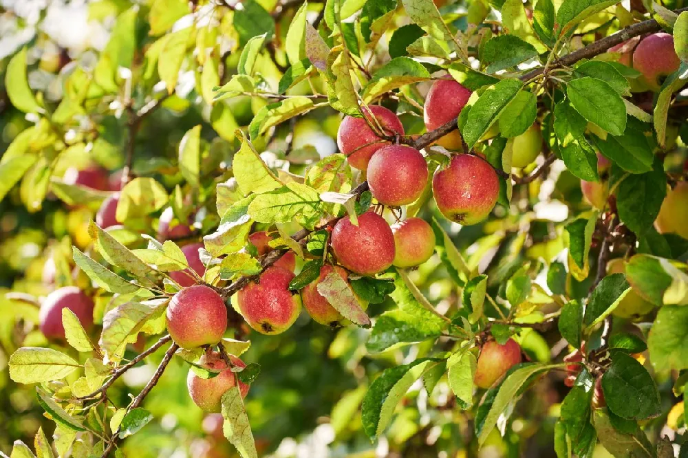 Gala Apple Tree - USDA Organic