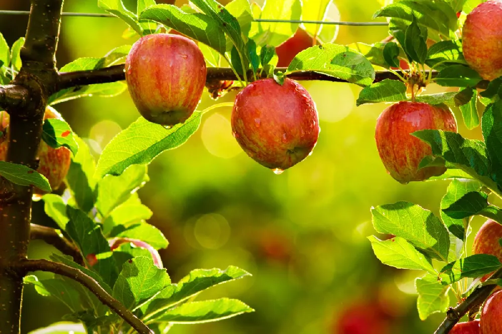 Gala Apple Tree - USDA Organic