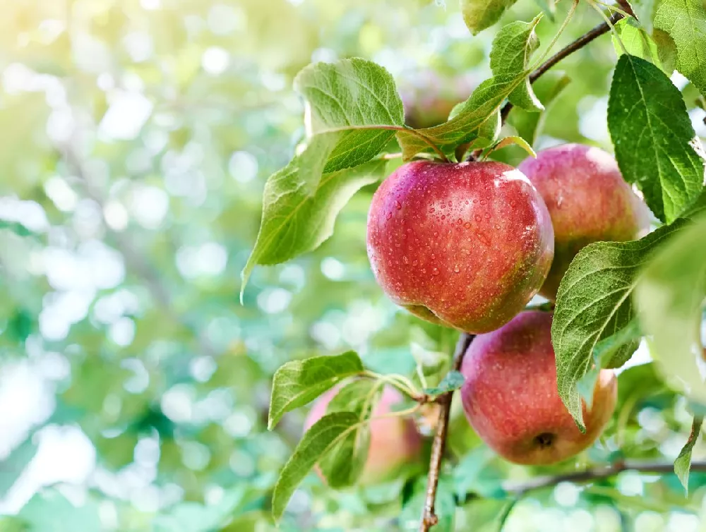 Gala Apple Tree