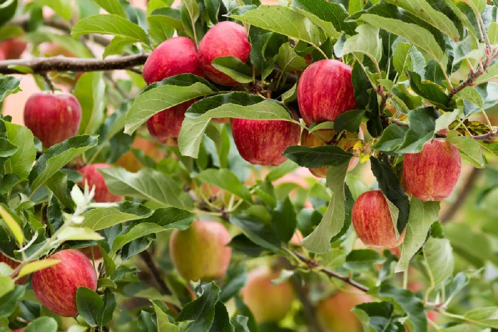 Gala Apple Tree