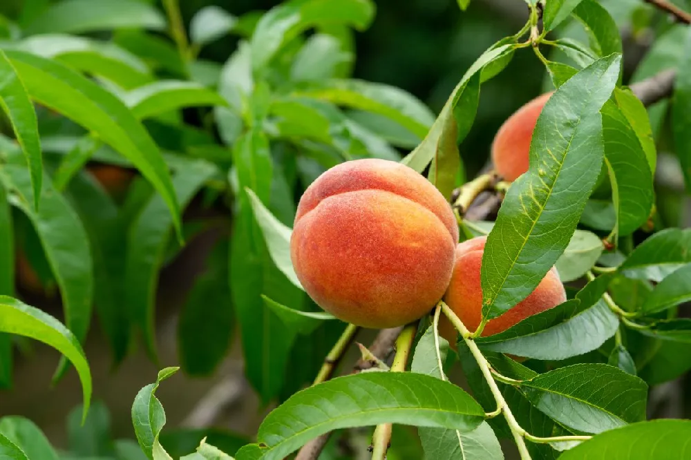 Galaxy Peach Tree