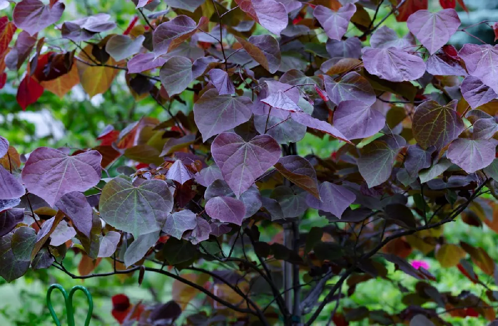 Garden Gems® Amethyst Redbud Tree