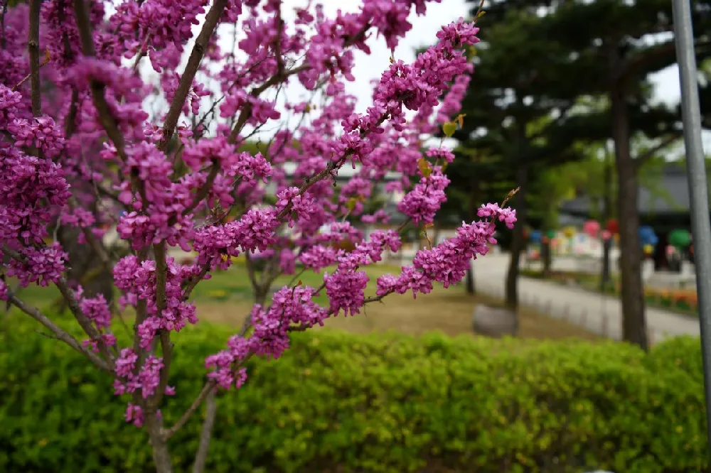 Garden Gems® Emerald Redbud Tree