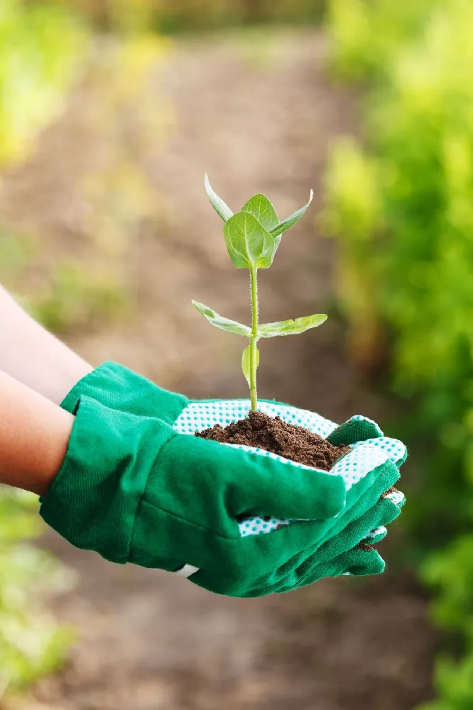 Garden Gloves