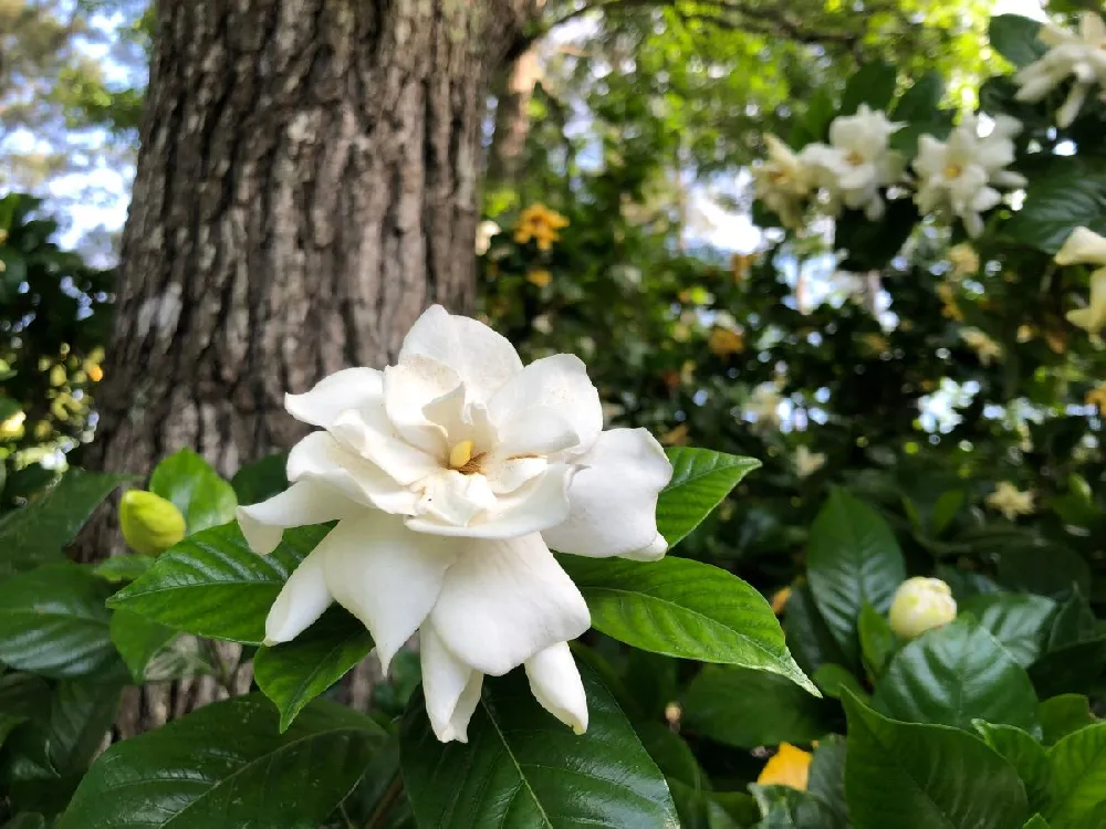 August Beauty Gardenia Shrub