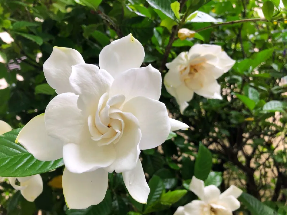 August Beauty Gardenia Shrub