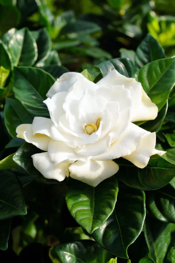 Trees and Plants with White Flowers for Sale 