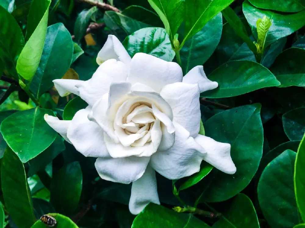 August Beauty Gardenia Shrub