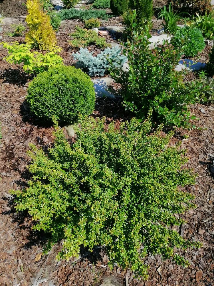 Gem Box® Holly Shrub