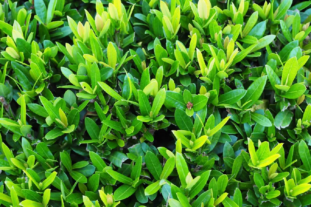 Gem Box® Holly Shrub