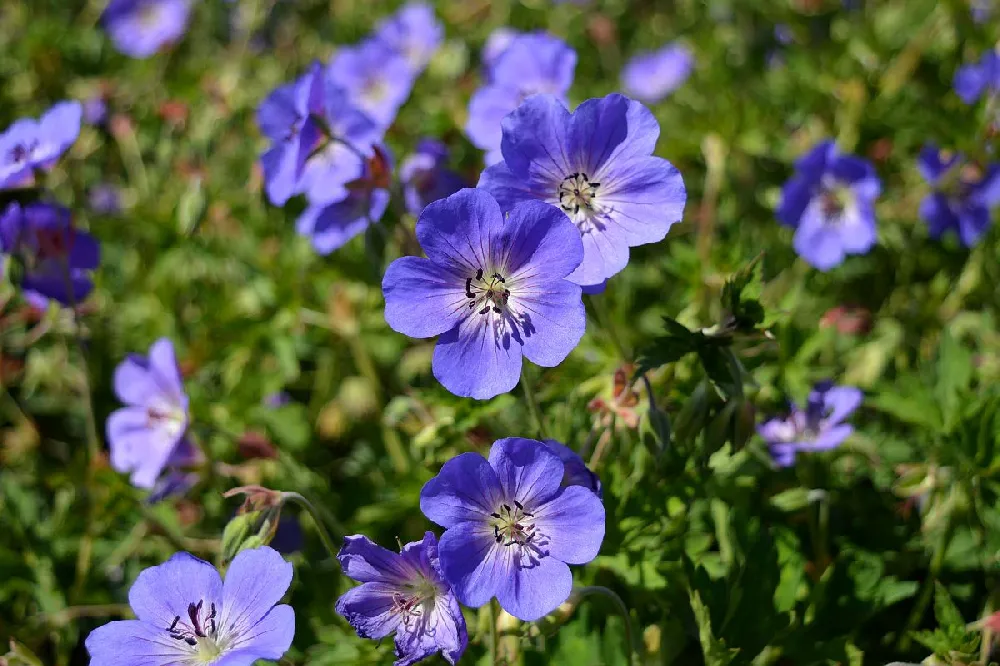 Geranium Rozanne