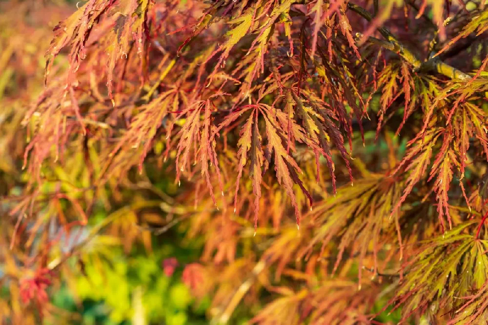 Germaine's Gyration Japanese Maple