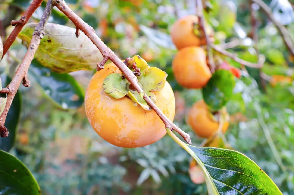 Giant Fuyu Persimmon Tree