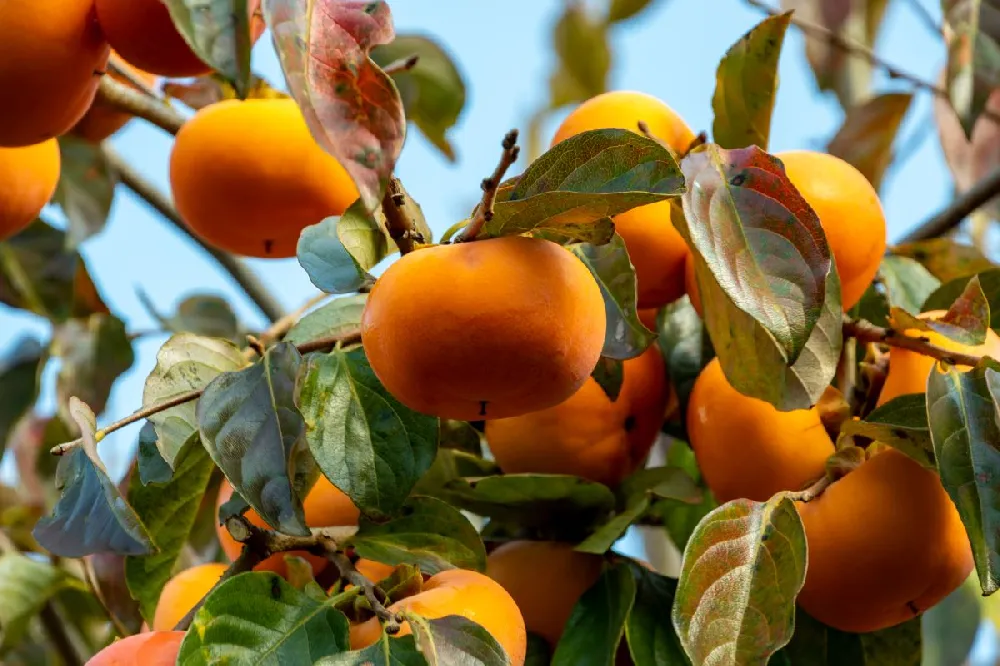 Giant Fuyu Persimmon Tree