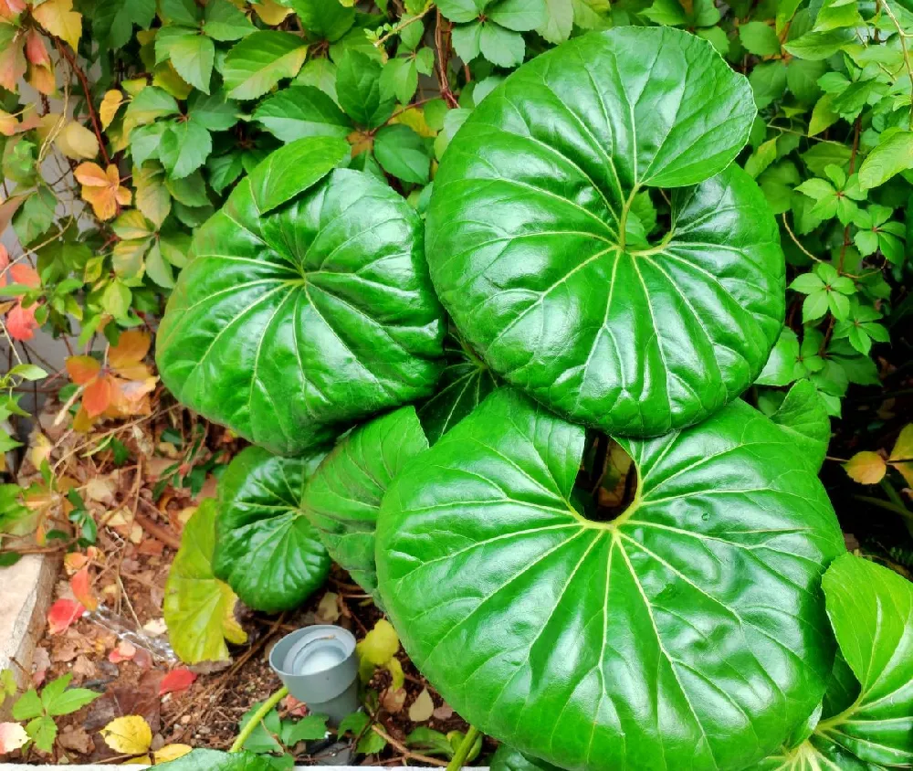 Giant Leopard Plant