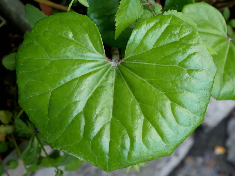 Giant Leopard Plant