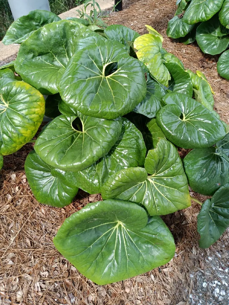 Giant Leopard Plant