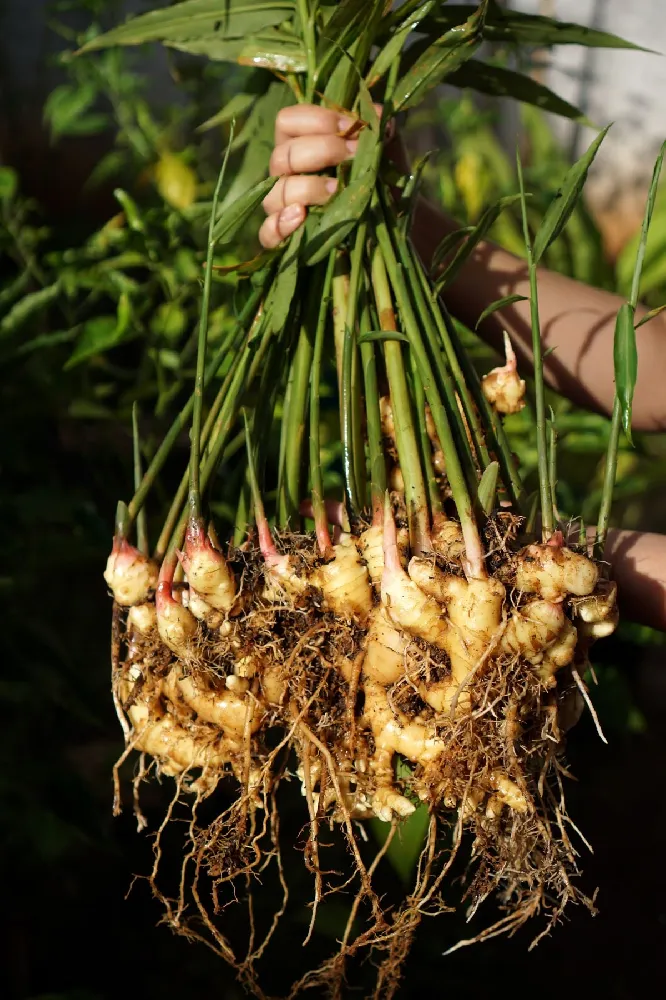 Ginger Plant