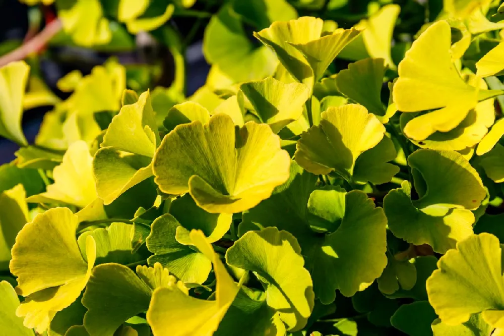 Ginkgo Biloba 'Mariken' Tree