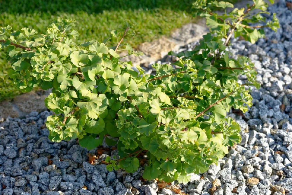 Ginkgo Biloba 'Mariken' Tree