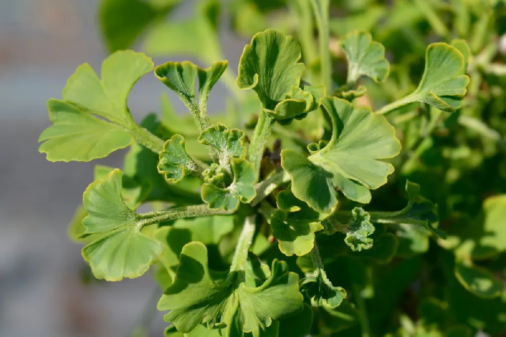 Ginkgo Biloba 'Mariken' Tree