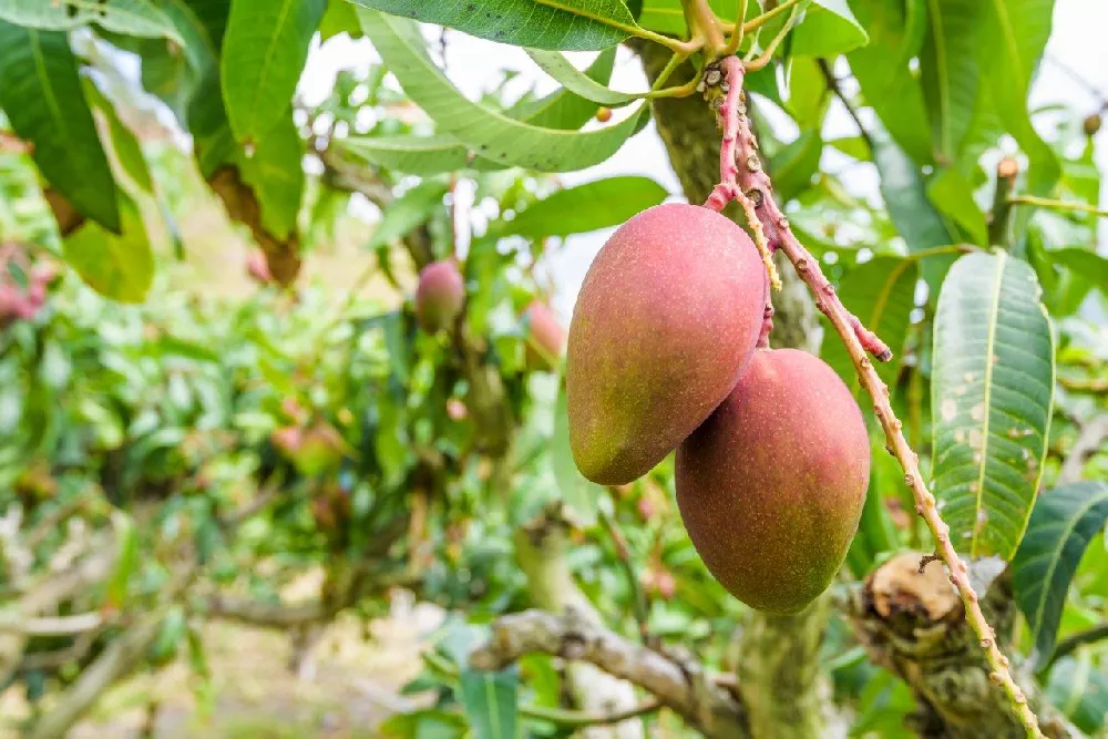 Glenn Mango Tree fruit